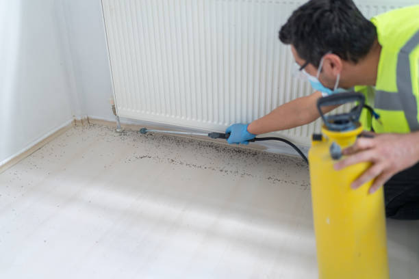 Best Flea Control Services  in East Sandwich, MA